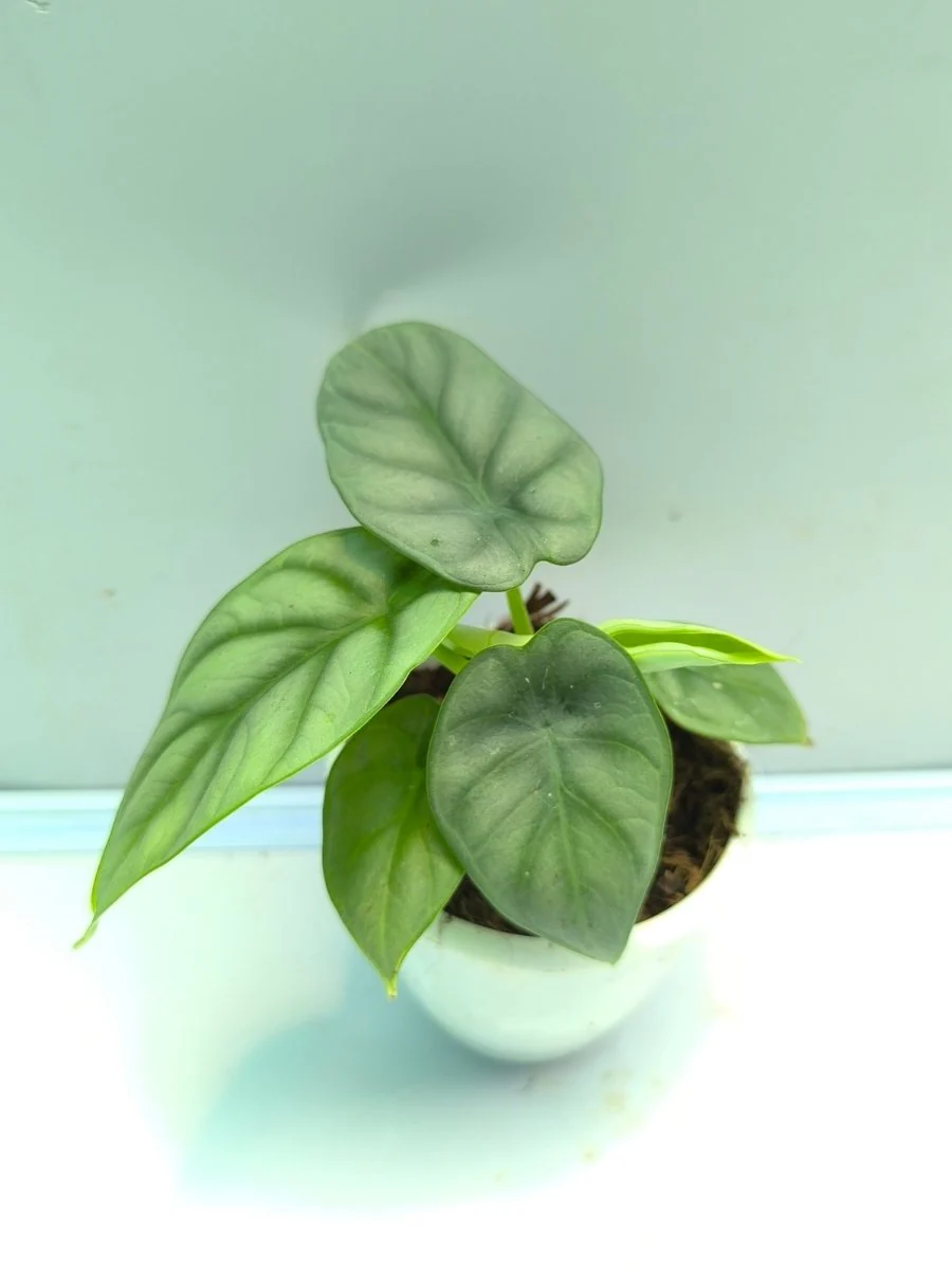 Alocasia Silver Dragon (Tissue Culture Plant in Jiffy bag) - Image 3