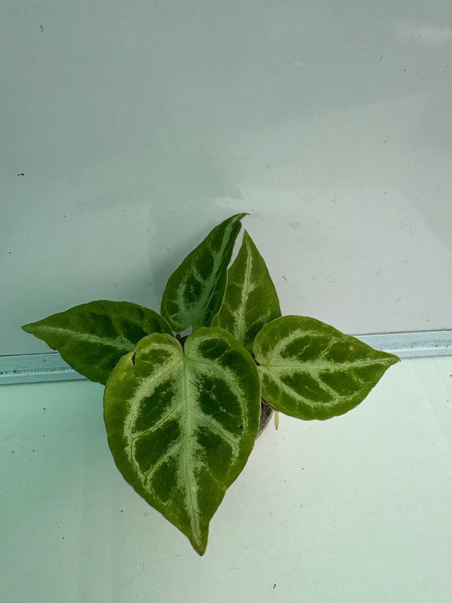 Foliage Anthurium Crystal Hope (Well rooted Plant) - Image 3