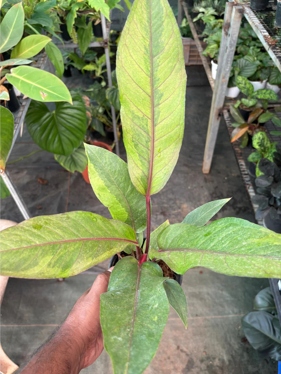 Foliage Anthurium Hookeri Variegated (Well rooted Plant) with Pot