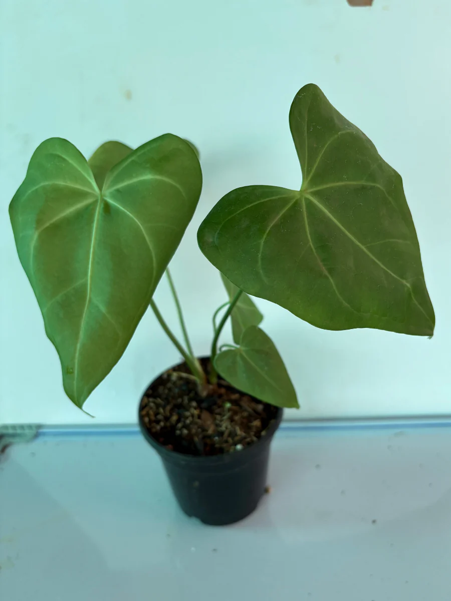 Foliage Anthurium Sweet Love Green 4 inch Potsize Plant with Pot - Image 3
