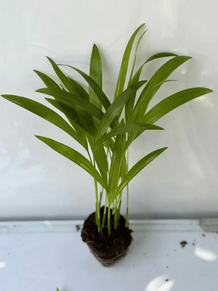 Areca Palm Seedling (Pack Of Two) - Image 3