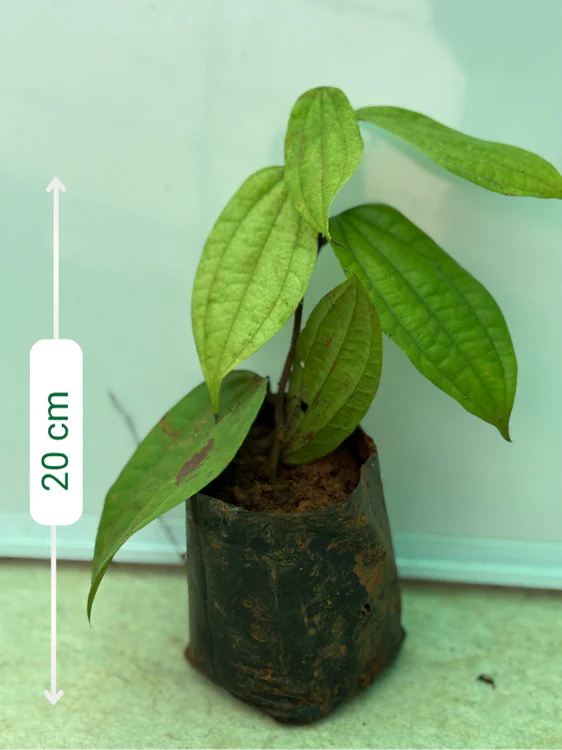 Bauhinia Coccinea (Rooted plant in poly bag) - Image 2
