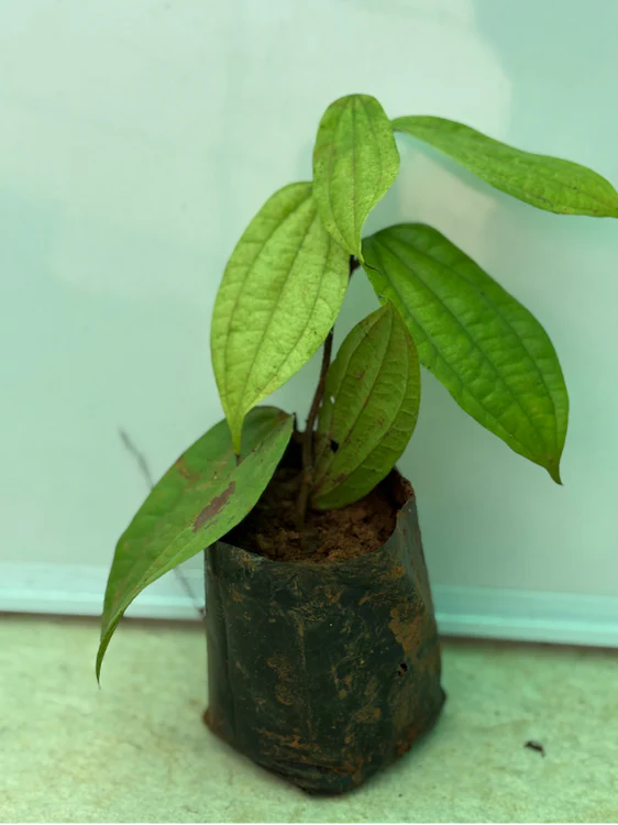 Bauhinia Coccinea (Rooted plant in poly bag) - Image 4