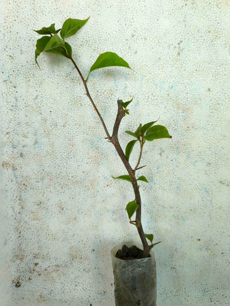 Bougainvillea Sufi Indiana Rooted Plant in Polybag - Image 4