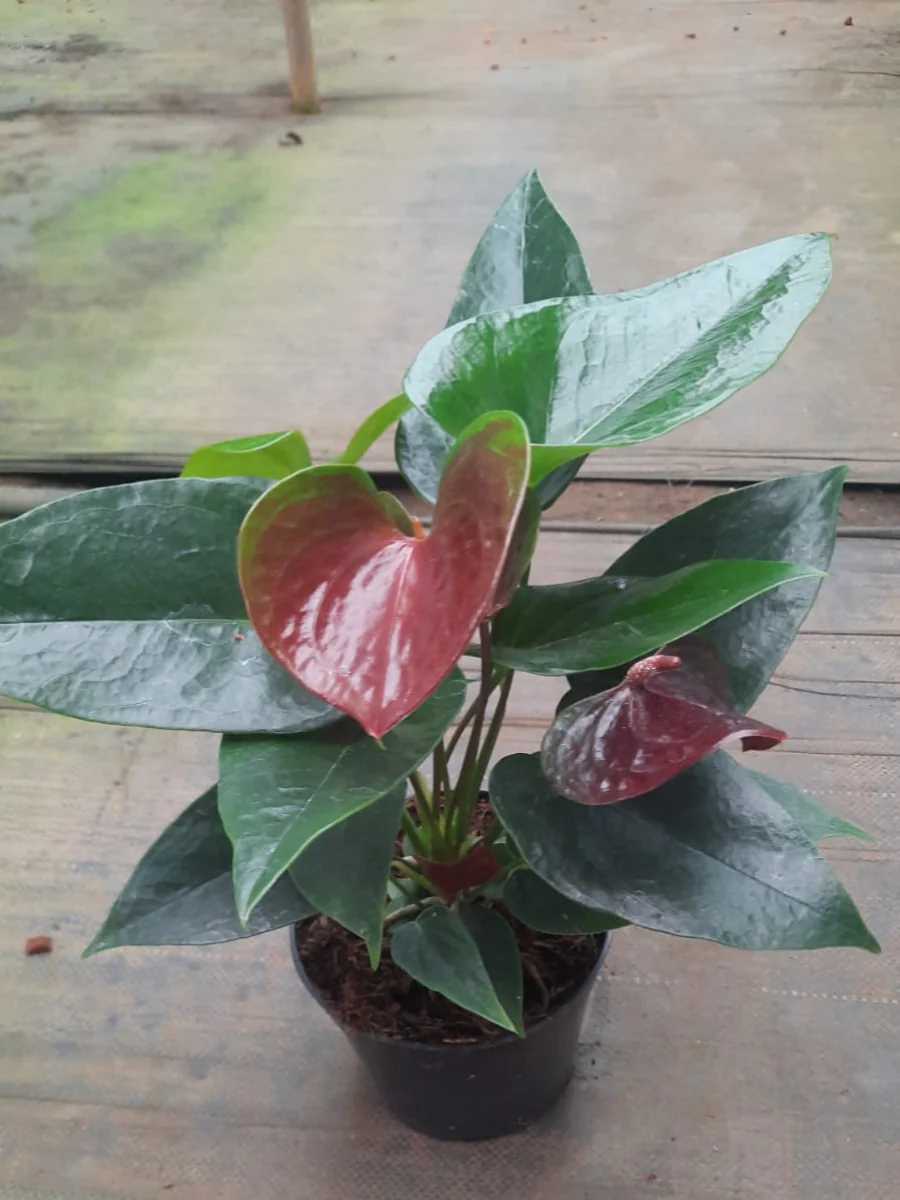 Brown Miniature Anthurium Multi Shooted Plant With Flower In Pot - Image 3