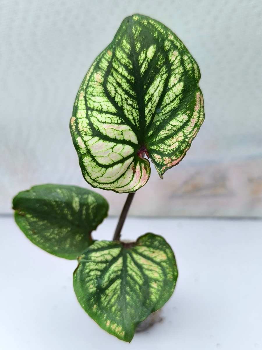 Caladium Daging Maha Ming Mongkol (Tissue Culture Plant with bulb in Jiffy bag) - Image 3