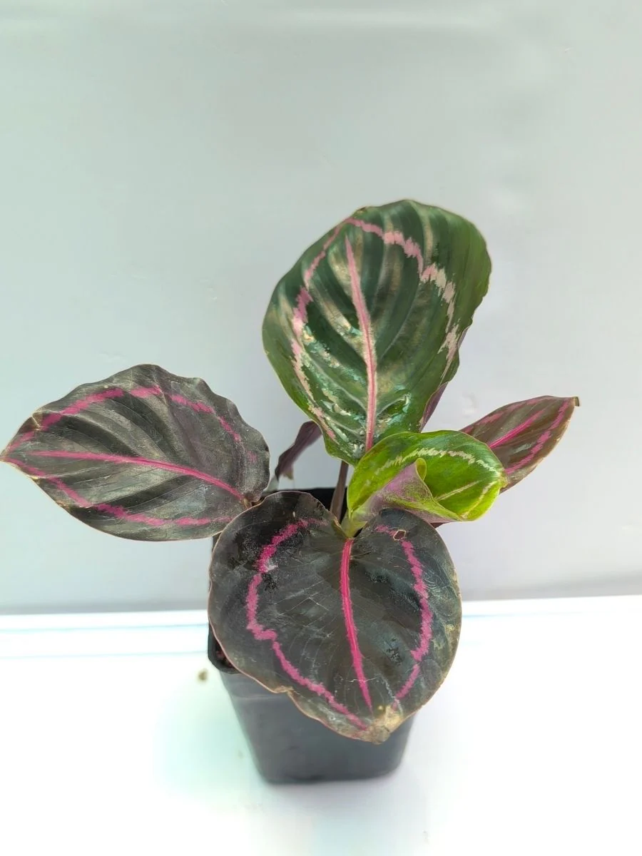 Calathea Dottie (Well Rooted Plant Without Pot) - Image 3