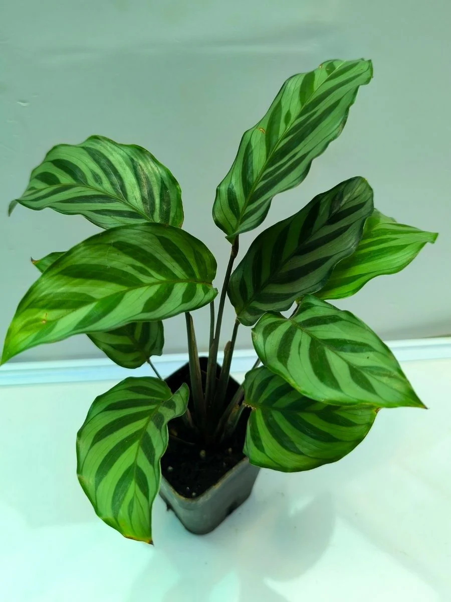 Calathea  Freddie (Well Rooted Plant Without Pot) - Image 4