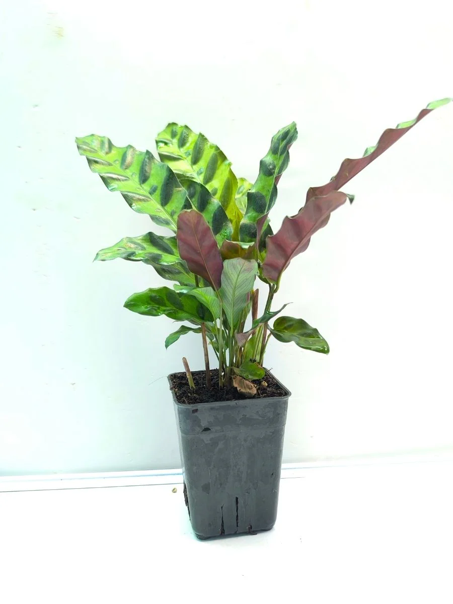 Calathea Insignis (Well Rooted Plant Without Pot) - Image 3