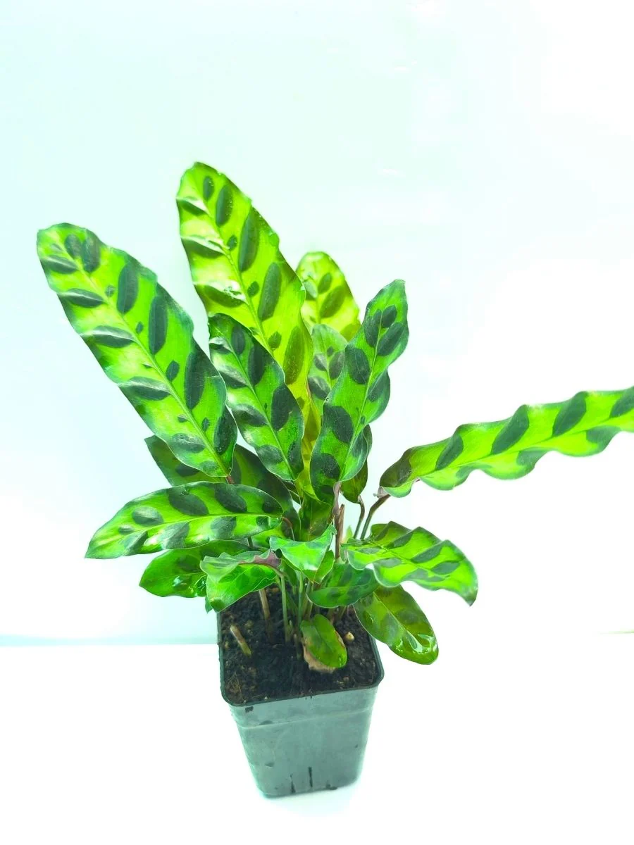 Calathea Insignis (Well Rooted Plant Without Pot) - Image 4