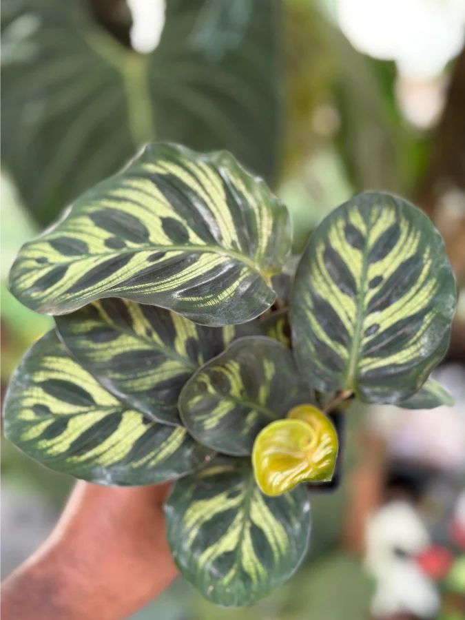 Calathea Makoyana (Well Rooted Plant With Pot) - Image 3