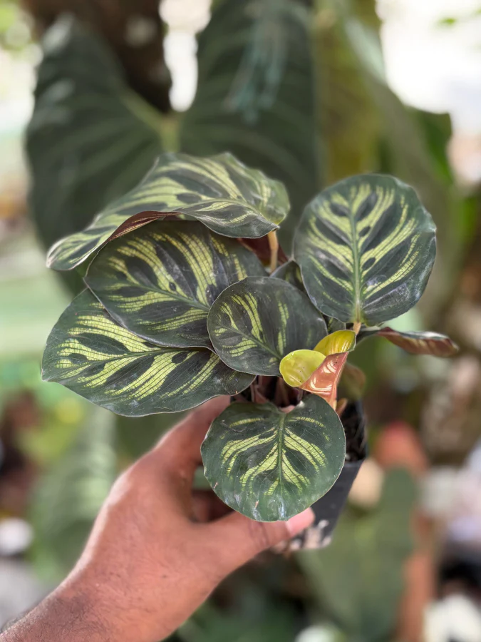 Calathea Makoyana (Well Rooted Plant With Pot) - Image 4