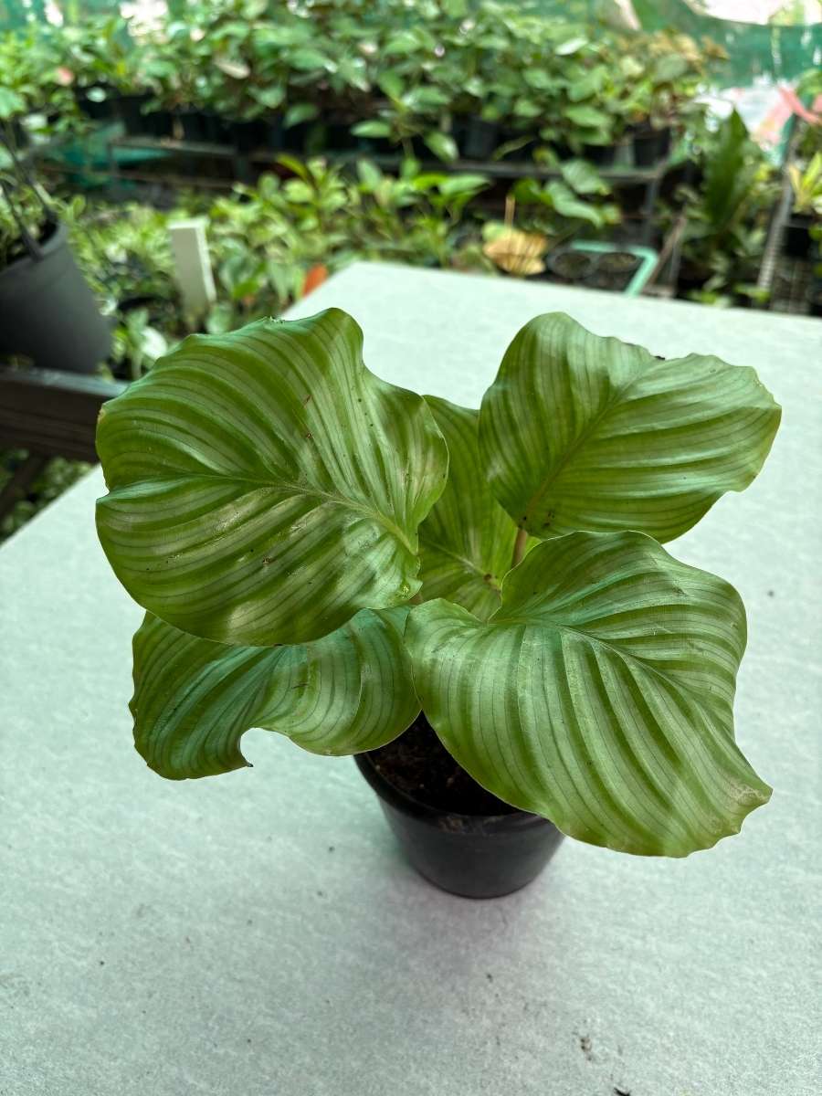 Calathea Orbifolia Multishooted Big Plant 18 to 25 cm tall Without Pot - Image 3