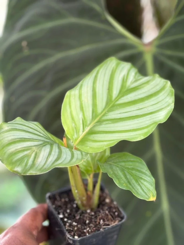 Calathea Orbifolia (Well Rooted Plant Without Pot) - Image 4