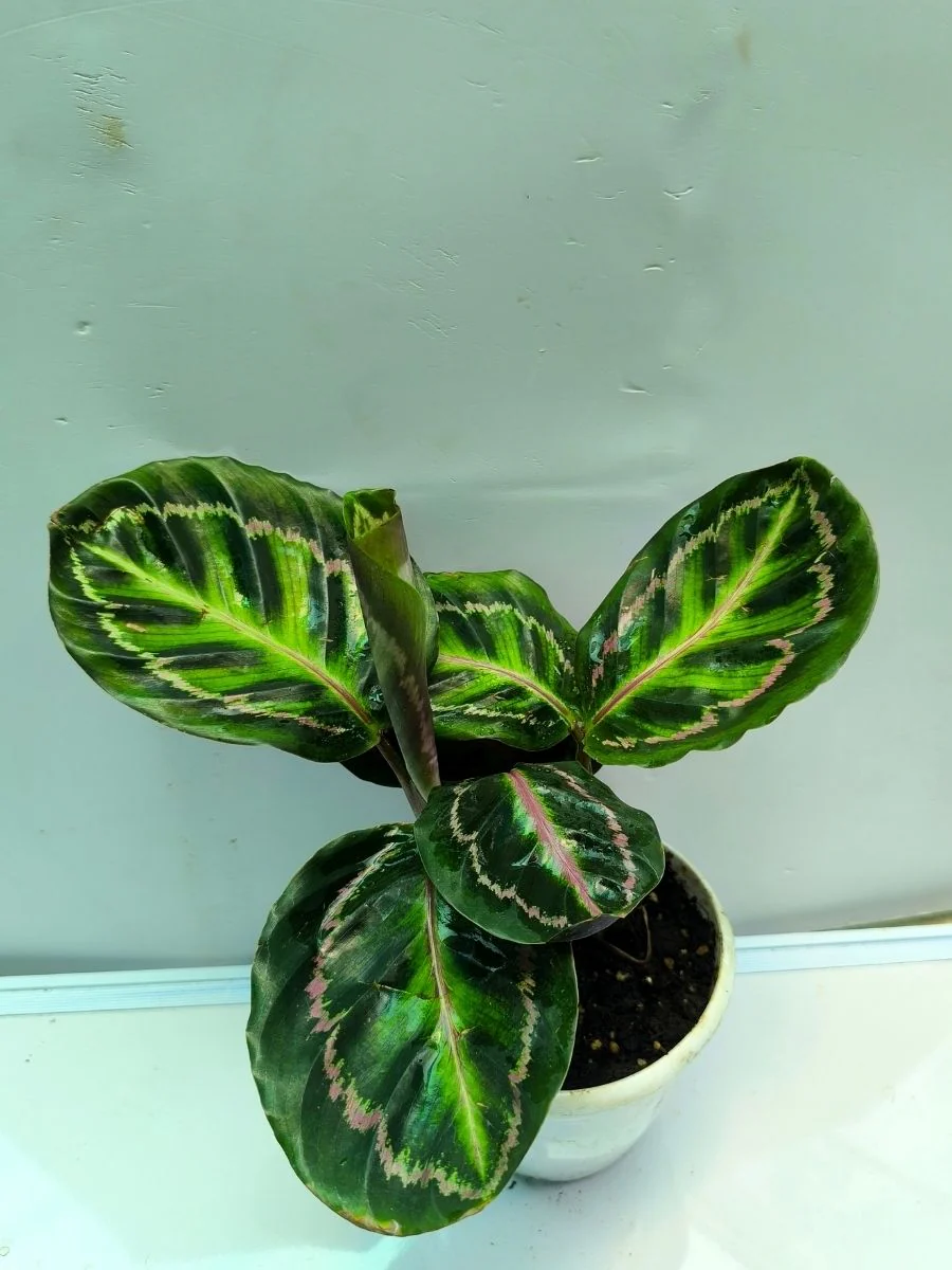 Calathea Roseopicta Illustris (Well Rooted Plant Without Pot) - Image 4