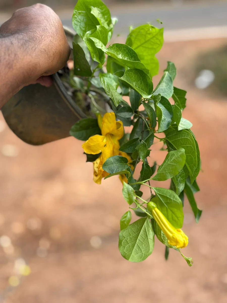 CAT’S CLAW (Mature plant In A Pot) - Image 3