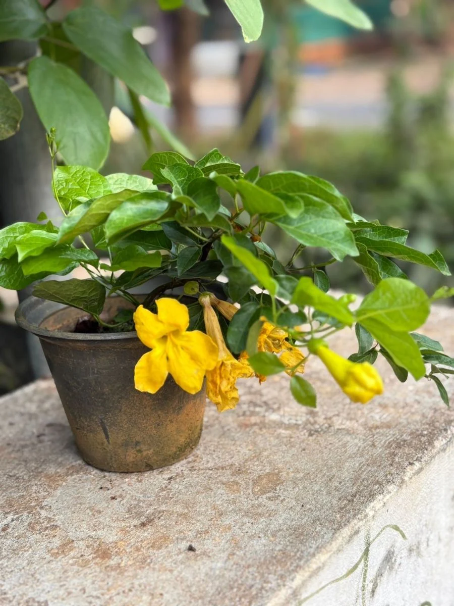 CAT’S CLAW (Single Plant  In A Pot) - Image 3