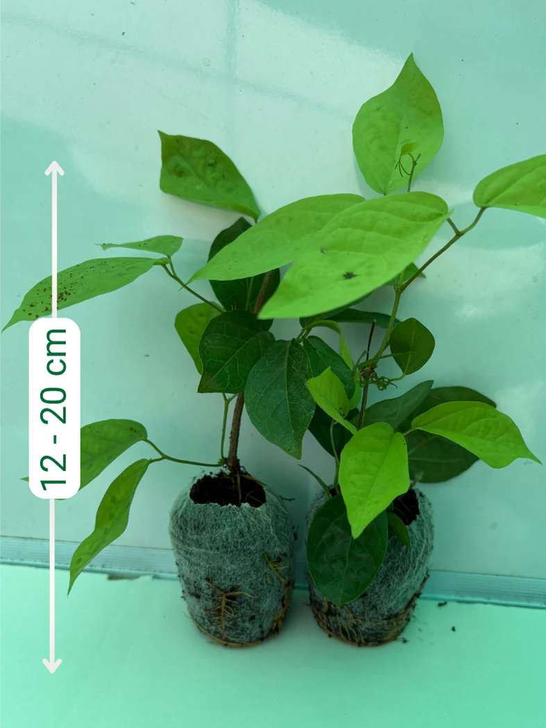 Cats Claw Set of 2 well rooted Plants in Jiffybags - Image 4