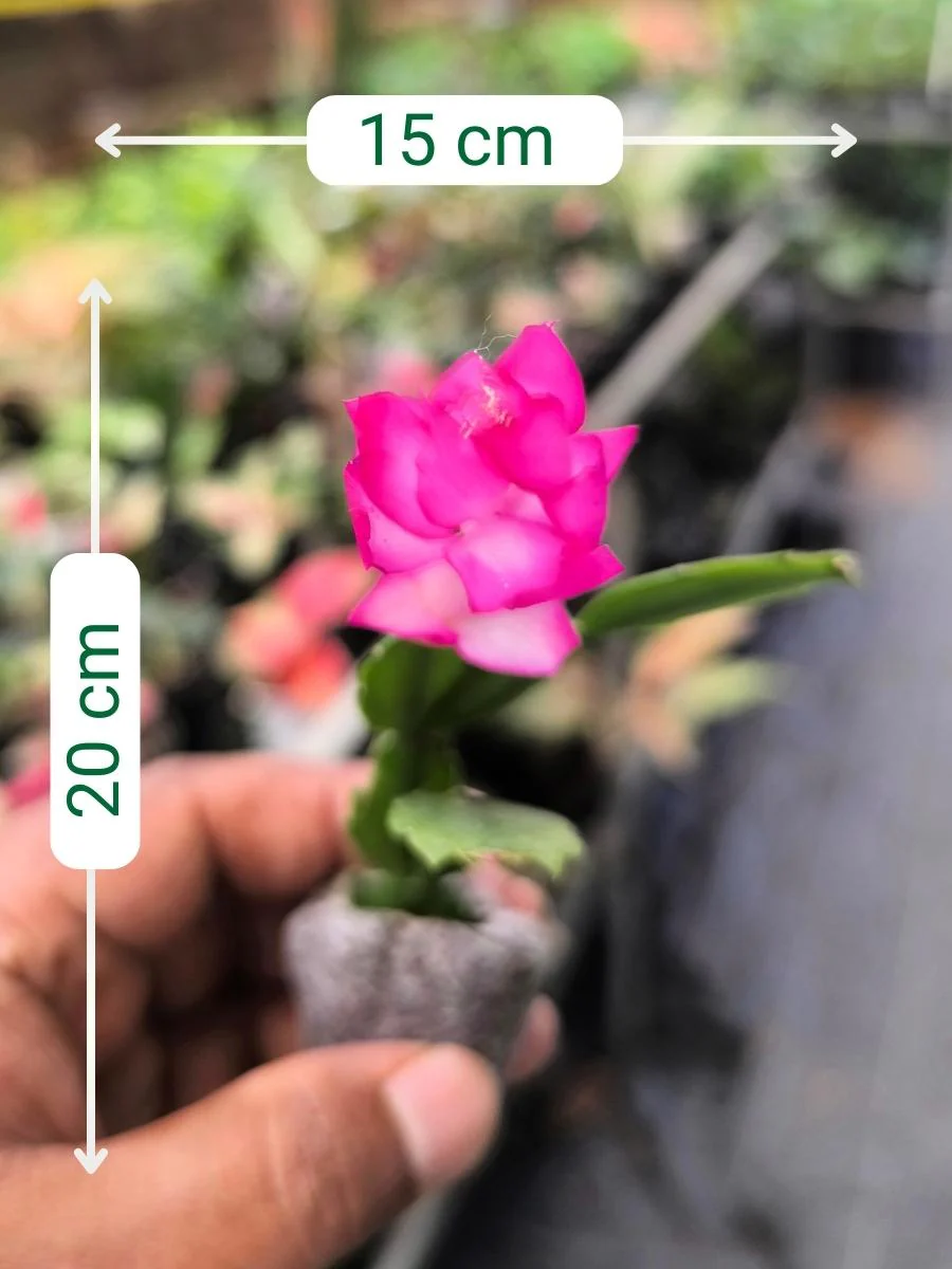 Christmas Cactus – Pink (Jiffy Rooted) Set Of 2 Plants - Image 3