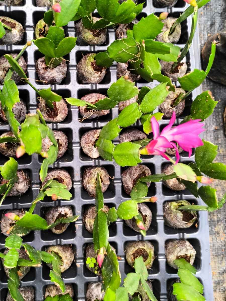 Christmas Cactus – Pink (Jiffy Rooted) Set Of 2 Plants - Image 4