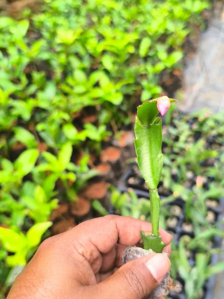 Christmas Cactus – Red (Jiffy Rooted ) set of 2 plants - Image 3