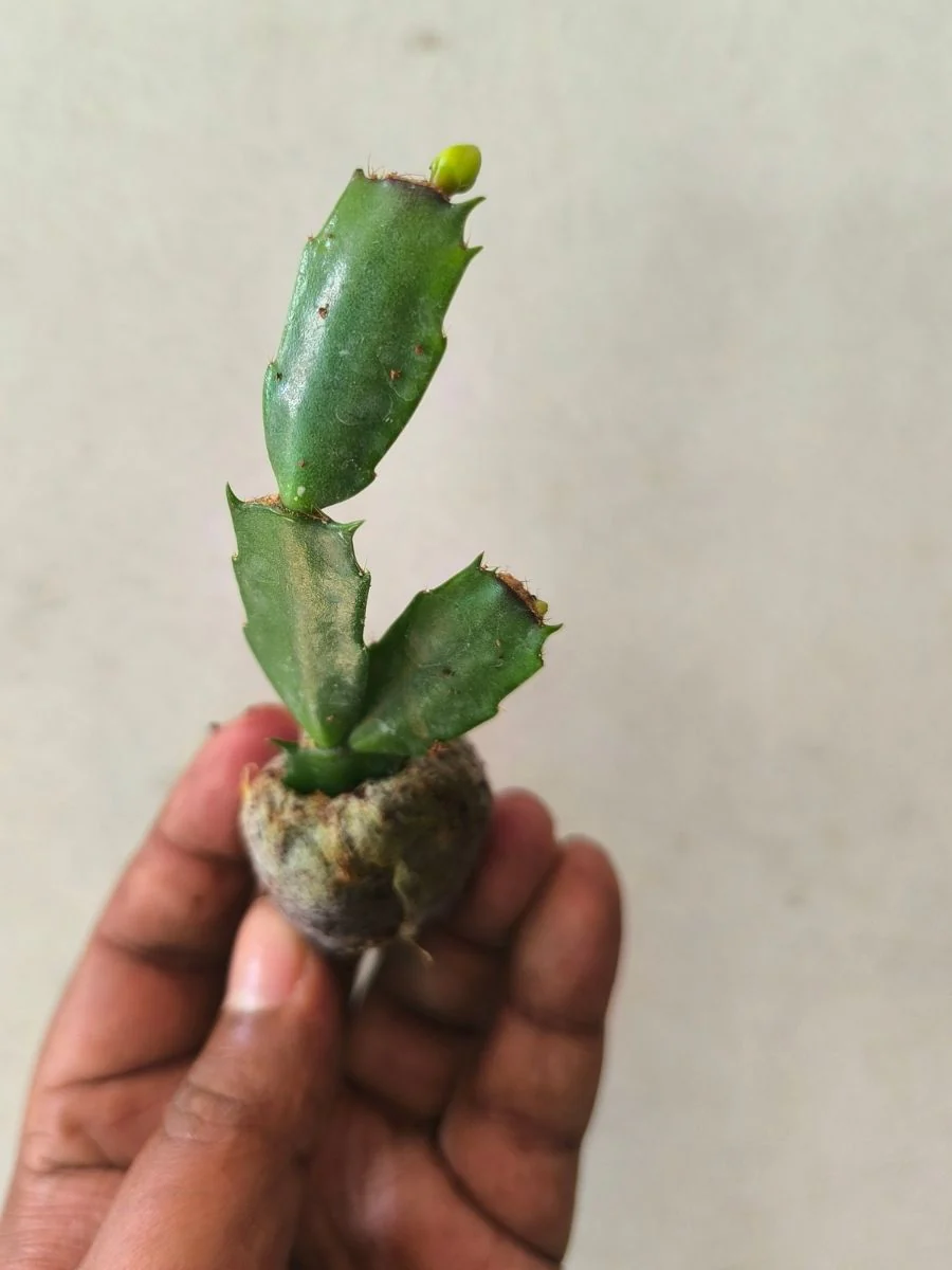 Christmas Cactus – White (Jiffy Rooted) Set of 2 Plants - Image 3