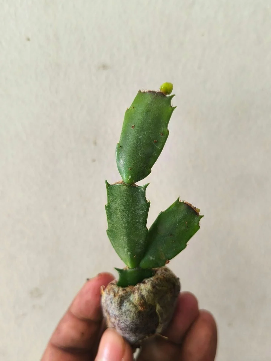 Christmas Cactus – White (Jiffy Rooted) Set of 2 Plants - Image 4