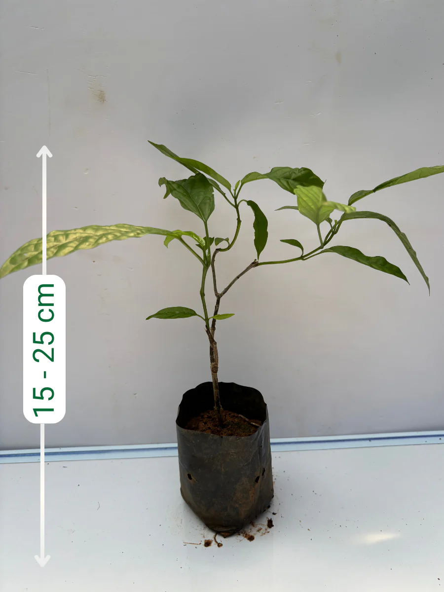 Clerodendrum Wallichi (Vellakkonna/Chains of glory)Rooted Plant in Nursery bag - Image 3