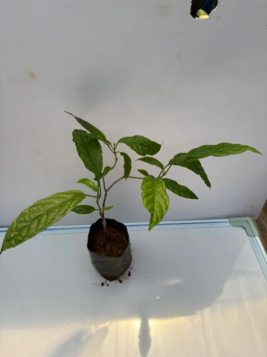 Clerodendrum Wallichi (Vellakkonna/Chains of glory)Rooted Plant in Nursery bag - Image 4