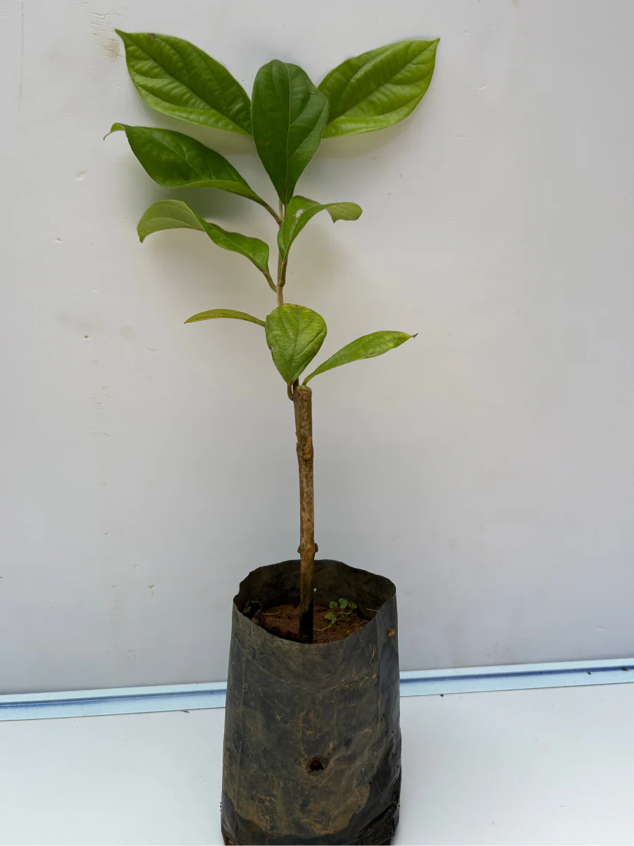 Congea Tomentosa (Rooted Plant in Nursery bag) - Image 3