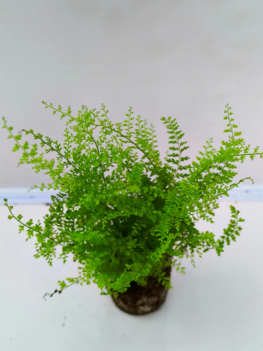 Cotton Candy Fern (4 inch Potsize Plant) Without Pot - Image 3