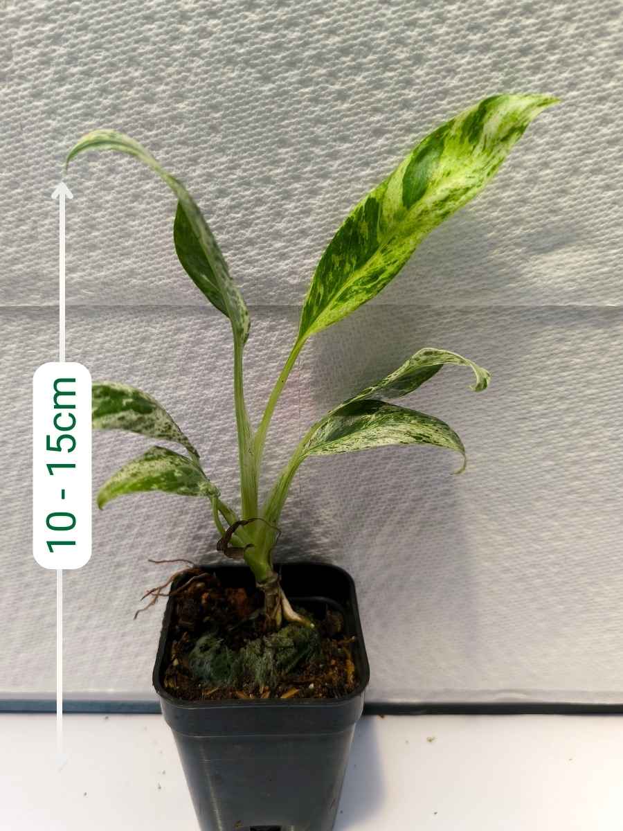 Epipremnum Giganteum Variegata (Tissue Culture Plant in Jiffy bag) - Image 2