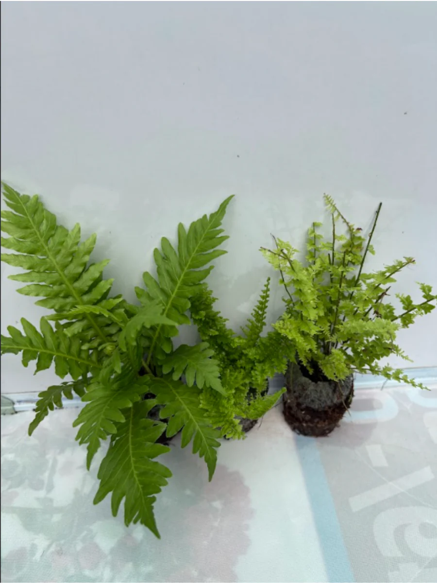 Fern Combo 399 ( Tree, Fluffy, Petticoat) Tissue Culture Plants in Jiffy Bags ) - Image 3