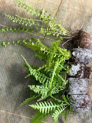 Ferns  Super Combo 555- Rabbit Foot Fern, Petticoat Fern,Tree Fern,Golden Fern, Fluffy Fern (In Jiffy Bags) - Image 3