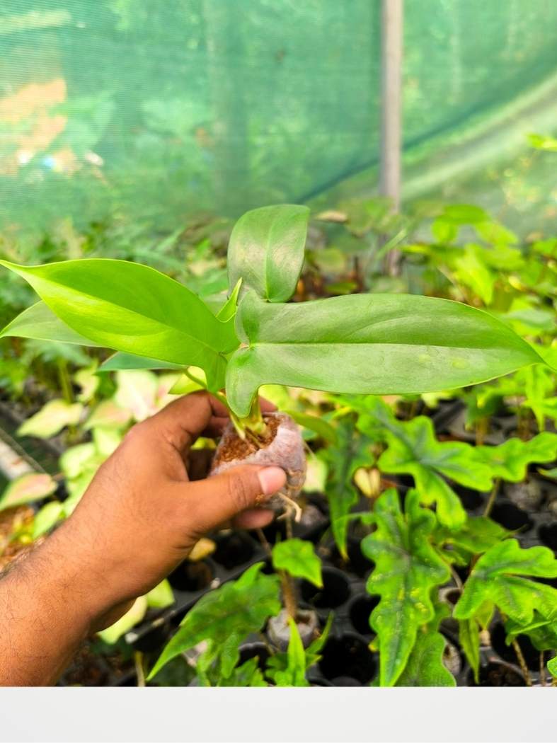 Florida Beauty Green (Tissue Culture Plant in Jiffy Bag) - Image 3