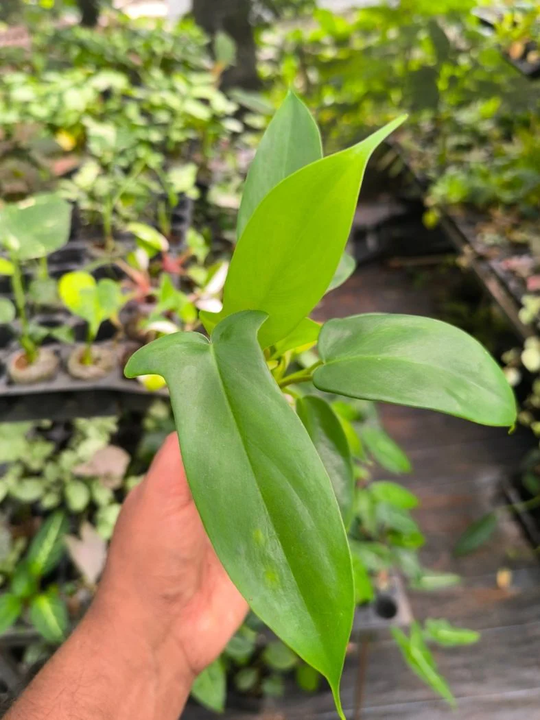 Florida Beauty Green (Tissue Culture Plant in Jiffy Bag) - Image 4
