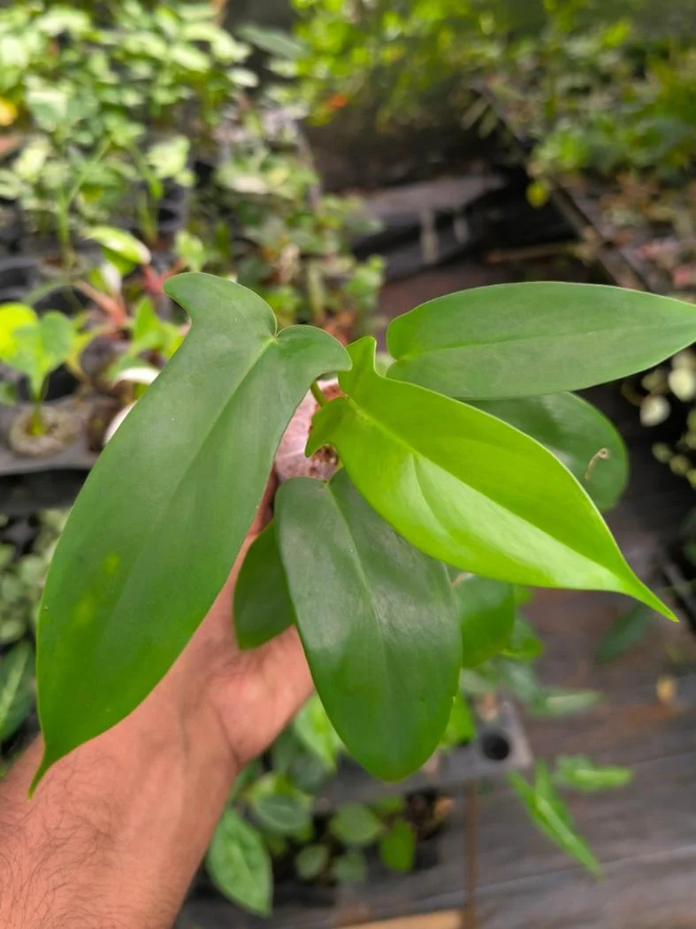 Florida Beauty Green (Tissue Culture Plant in Jiffy Bag) - Image 5