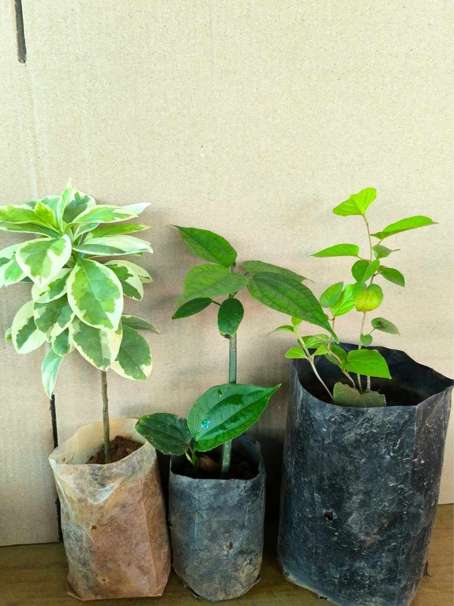 Flowering Combo 695  (3 Varieties of Flowering Plants in Poly Bags) - Image 3