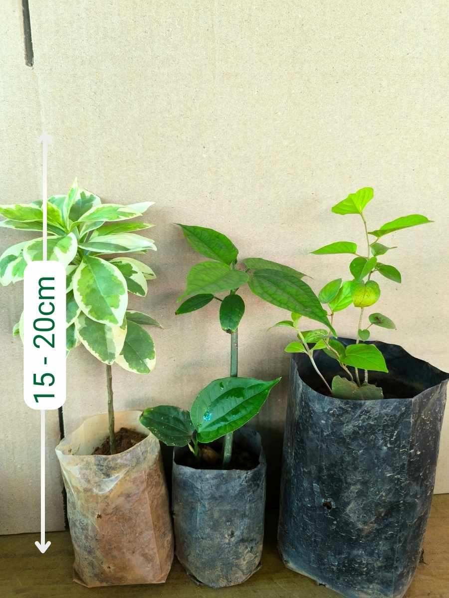 Flowering Combo 695  (3 Varieties of Flowering Plants in Poly Bags) - Image 5