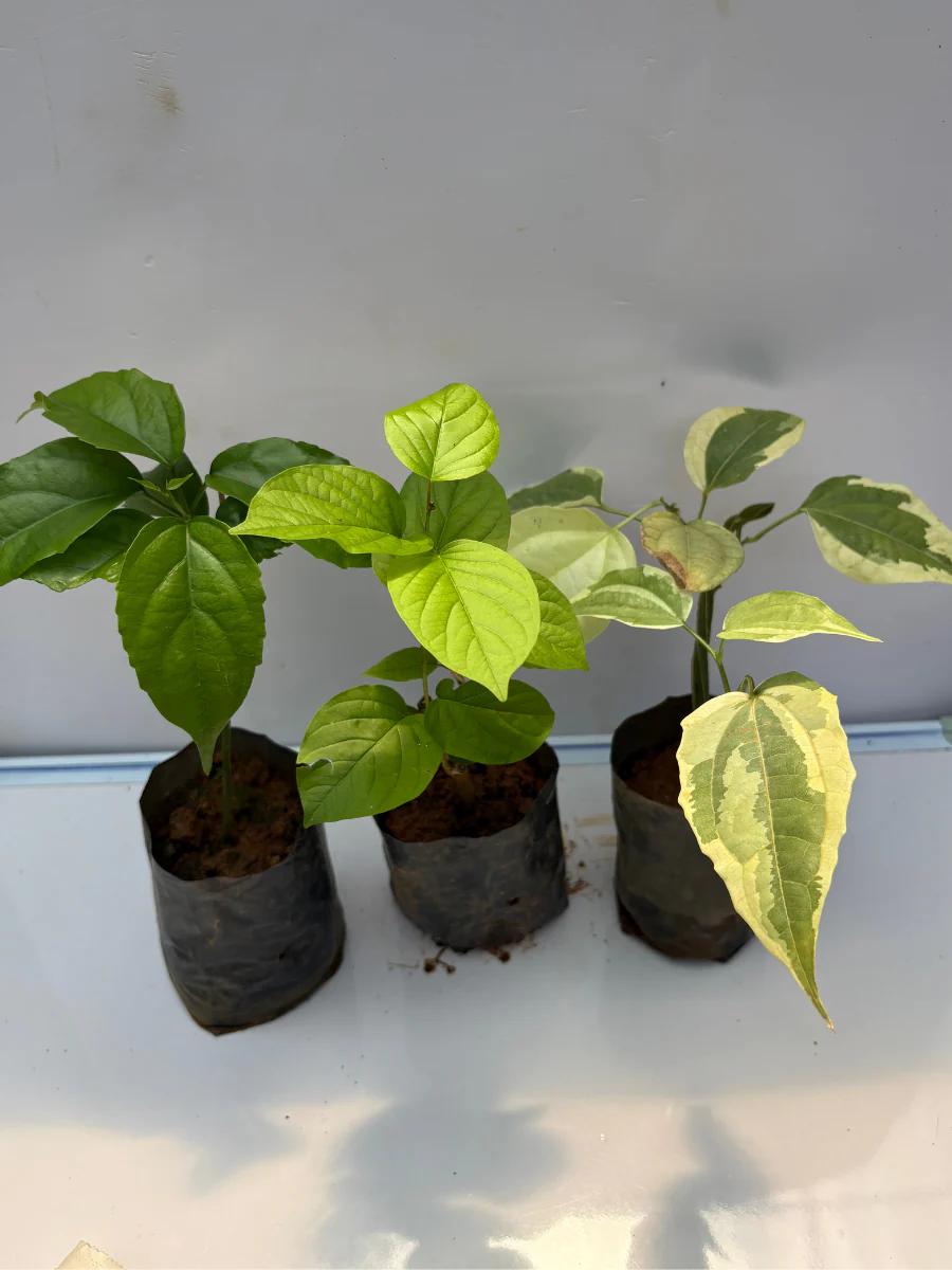 Flowering Combo 839 Golden Cascade, Manimulla,Thunbergia variegated (Rooted Plants in Poly Bags) - Image 3