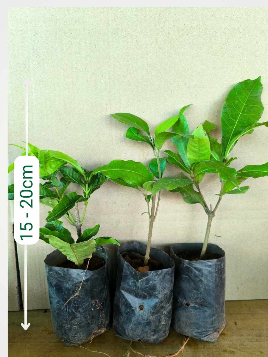 Flowering Combo 848  (3 Varieties of Flowering Plants in Poly Bags) - Image 4