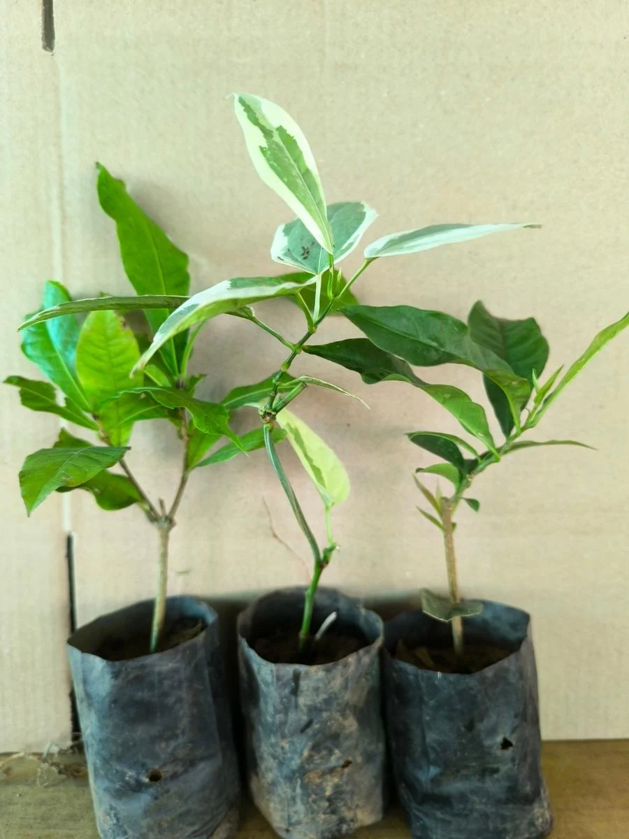 Flowering Combo 849 (3 Varieties of Flowering Plants in Poly Bags) - Image 4
