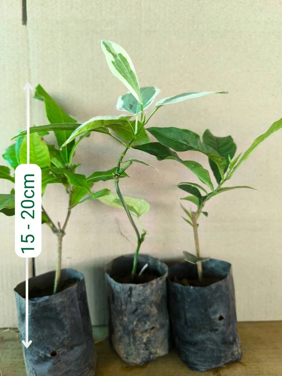 Flowering Combo 849 (3 Varieties of Flowering Plants in Poly Bags) - Image 5