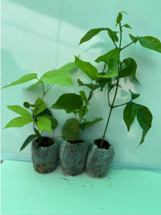 Flowering Plants Combo 499 Golden Cascade, Cats Claw, Christmas Jasmine (Rooted Plants in Jiffy Bags) - Image 4