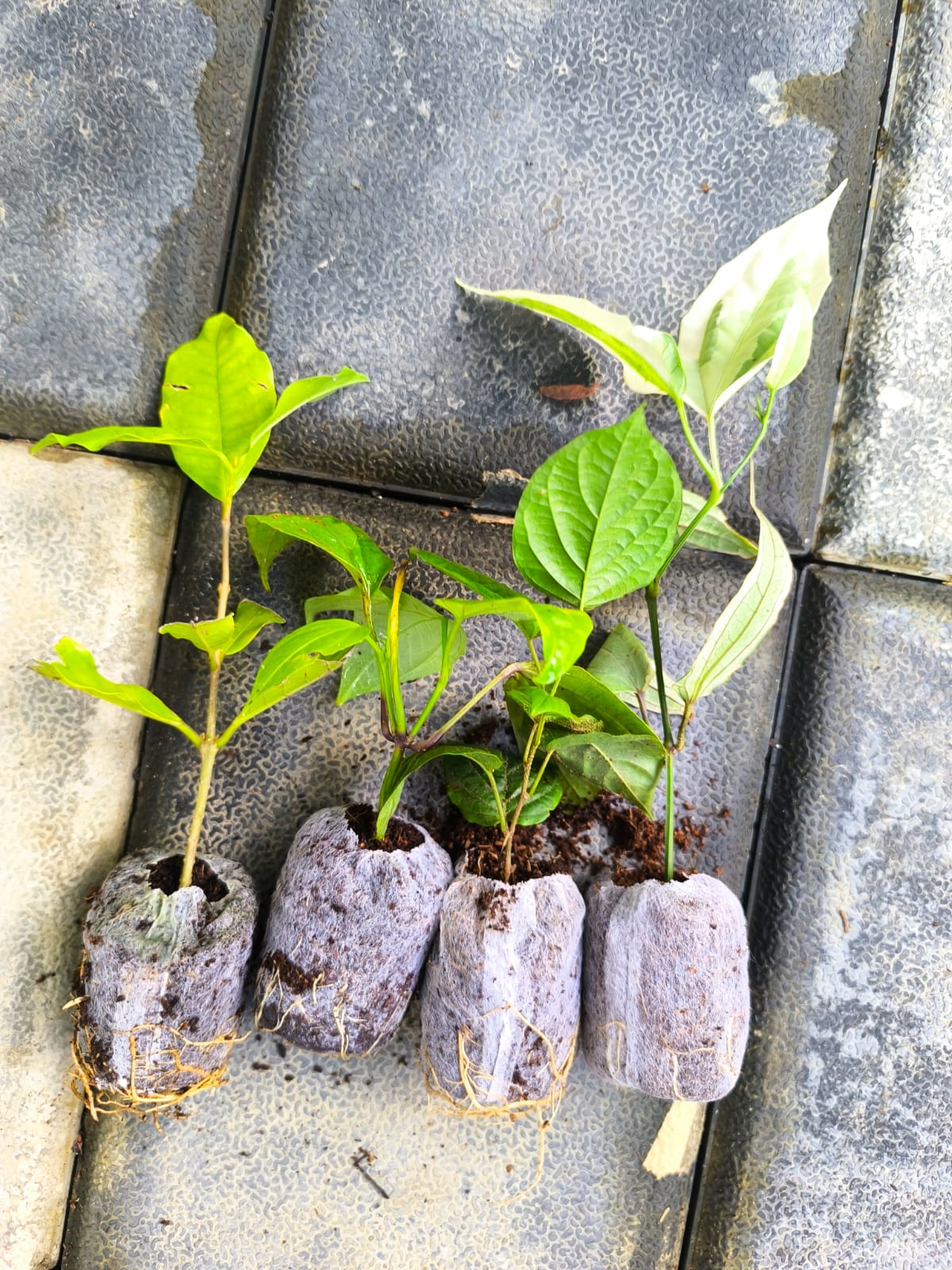 Flowering Plants Super Combo 475- Manimulla+Petrea White+Thunbergia Variegated+Thunbergia Normal (In Jiffy Bag) - Image 3