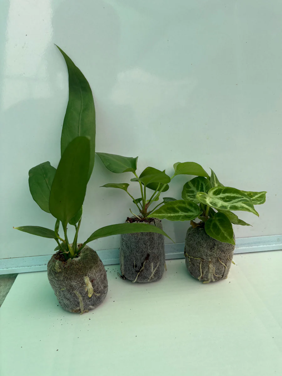 Foliage Anthurium Combo Of 3- Vittariifolium,Watermalience, Crystal Hope - Image 3