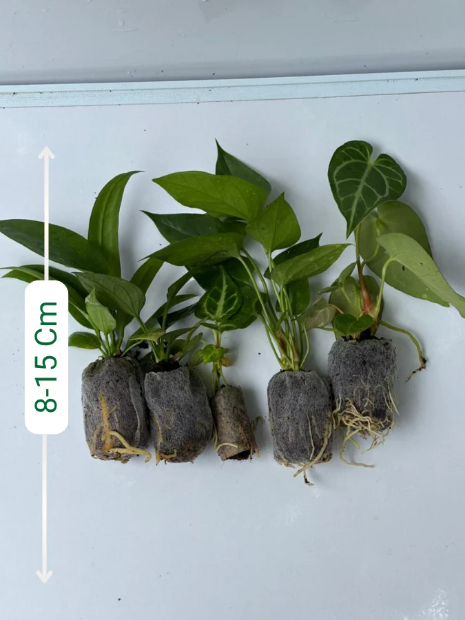 Foliage Anthurium Super Combo 895-Vittarifolium, Regale, Browni, Watermaliense, Dorayaki (In Jiffy Bags) - Image 2