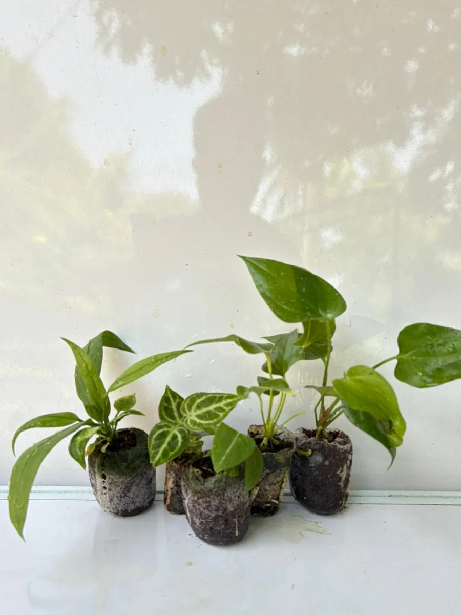 Foliage Anthurium Super Combo 999-Vittarifolium, King Of Spade Hybrid, Big Bill, Watermaliense, Dorayaki (In Jiffy Bags)