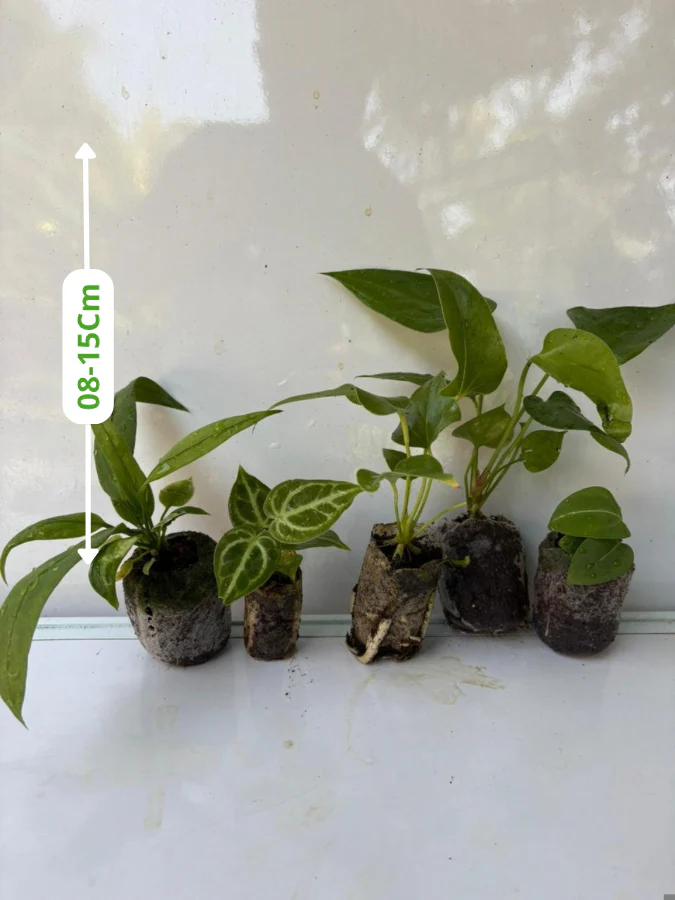Foliage Anthurium Super Combo 999-Vittarifolium, King Of Spade Hybrid, Big Bill, Watermaliense, Dorayaki (In Jiffy Bags) - Image 2