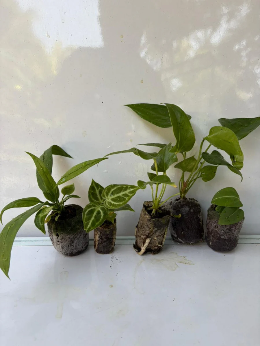 Foliage Anthurium Super Combo 999-Vittarifolium, King Of Spade Hybrid, Big Bill, Watermaliense, Dorayaki (In Jiffy Bags) - Image 3